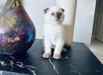 Tom Scottish fold seal point - Scottish Fold Cat For Sale - Cutler Bay, FL, US