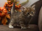 Ibiza of RomanovCats - Siberian Kitten For Sale - Ashburn, VA, US