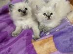 Ash - Himalayan Kitten For Sale - East Longmeadow, MA, US