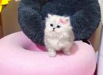 Lily - Persian Kitten For Sale - Discovery Bay, CA, US