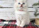 Pecan Pie - Ragdoll Kitten For Sale - 