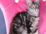 Pure boy Main Coon - Maine Coon Kitten For Sale - FL, US