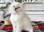 Pumpkin Pie - Ragdoll Kitten For Sale - 