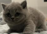 Cannolo - British Shorthair Kitten For Sale - Katy, TX, US