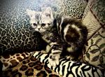 Angel is a Lovely Mackerel Persian Exotic Mix - Persian Kitten For Adoption - Las Vegas, NV, US