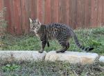 F2 Cashmere Males - Bengal Kitten For Sale - Kyle, TX, US