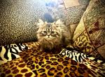 Mr Cuddles is a Sweet Mackerel Tabby Persian - Persian Kitten For Sale - Las Vegas, NV, US