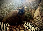 Gypsy is a Rare Black Smoke Persian - Persian Kitten For Sale - Las Vegas, NV, US