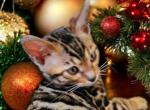 sweet Bengal male kitten - Bengal Kitten For Sale - 