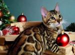 Bengal brown rosette kittens - Bengal Kitten For Sale - Pleasant Prairie, WI, US