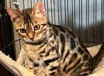 Bengal cats - Bengal Kitten For Sale - San Diego, CA, US