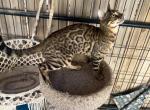 Adult bengal female - Bengal Cat For Sale - 