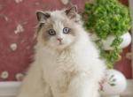 Snowy - Ragdoll Kitten For Sale - Setauket- East Setauket, NY, US