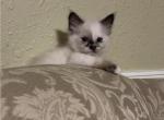 Marnie - Siamese Kitten For Sale - Branson, MO, US