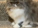 Blue Tabby & White female - Persian Kitten For Sale - 