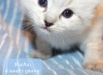 Nukah Seal Lynx Ragdoll   Genesis Litter - Ragdoll Kitten For Sale - 