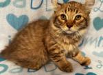 Highlander kity 2m - Highlander Kitten For Sale - Goshen, AL, US