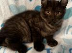 Highlander kity 3m - Highlander Kitten For Sale - Goshen, AL, US