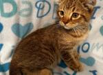 Highlander kity 4m - Highlander Kitten For Sale - Goshen, AL, US