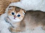 T R I S T A N - Scottish Fold Kitten For Sale - Fontana, CA, US