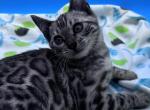 Aria's Large Rosetted Male - Bengal Kitten For Sale - 