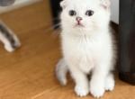 T I L L Y - Scottish Fold Kitten For Sale - Fontana, CA, US