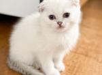 T I L L Y - Scottish Fold Kitten For Sale - Fontana, CA, US