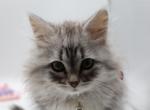 B2Orange - Siberian Kitten For Sale - 