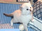 Promise Seal Lynx Mitted Ragdoll  Genesis Litter - Ragdoll Kitten For Sale - 