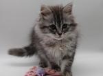 B5Red - Siberian Kitten For Sale - 