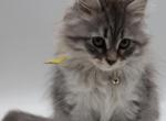 B4Yellow - Siberian Kitten For Sale - 