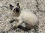 Brown Collar male2 - Ragdoll Kitten For Sale - Boston, MA, US