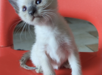 Awww So Adorable - Siamese Kitten For Sale - Middletown, DE, US