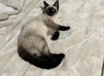 White Female Kitten - Domestic Kitten For Sale - Westfield, MA, US