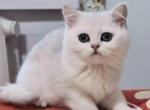 Lana silver shaded british shorthair chunky girl - British Shorthair Kitten For Sale - CA, US