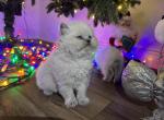 Puffy - British Shorthair Kitten For Sale - Dayton, OH, US