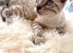 SNOWBALL - Bengal Kitten For Sale - 