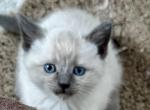 Lucy - Siamese Kitten For Sale - 