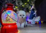 Bella - Scottish Fold Kitten For Sale - Dayton, OH, US