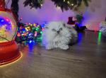 Casper - British Shorthair Kitten For Sale - Dayton, OH, US