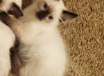 Balinese kittens - Balinese Kitten For Sale - Genoa City, WI, US