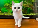 Candy silver shaded british shorthair w green eyes - British Shorthair Kitten For Sale - CA, US