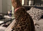 nammos - Bengal Kitten For Sale - San Diego, CA, US