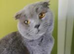 Kesha - Scottish Fold Kitten For Sale - Miami, FL, US