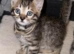 Ryker Tan Collar - Bengal Kitten For Sale - Oklahoma City, OK, US