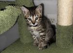 Ryker Tan Collar - Bengal Kitten For Sale - Oklahoma City, OK, US