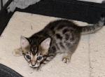 Nyx Pink Collar - Bengal Kitten For Sale - 