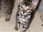 Gon aka Castor Gray Collar - Bengal Kitten For Sale - Oklahoma City, OK, US