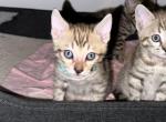 Wiley Turquoise Collar - Bengal Kitten For Sale - Oklahoma City, OK, US