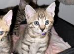 Boba aka Zelda Purple Collar - Bengal Kitten For Sale - Oklahoma City, OK, US